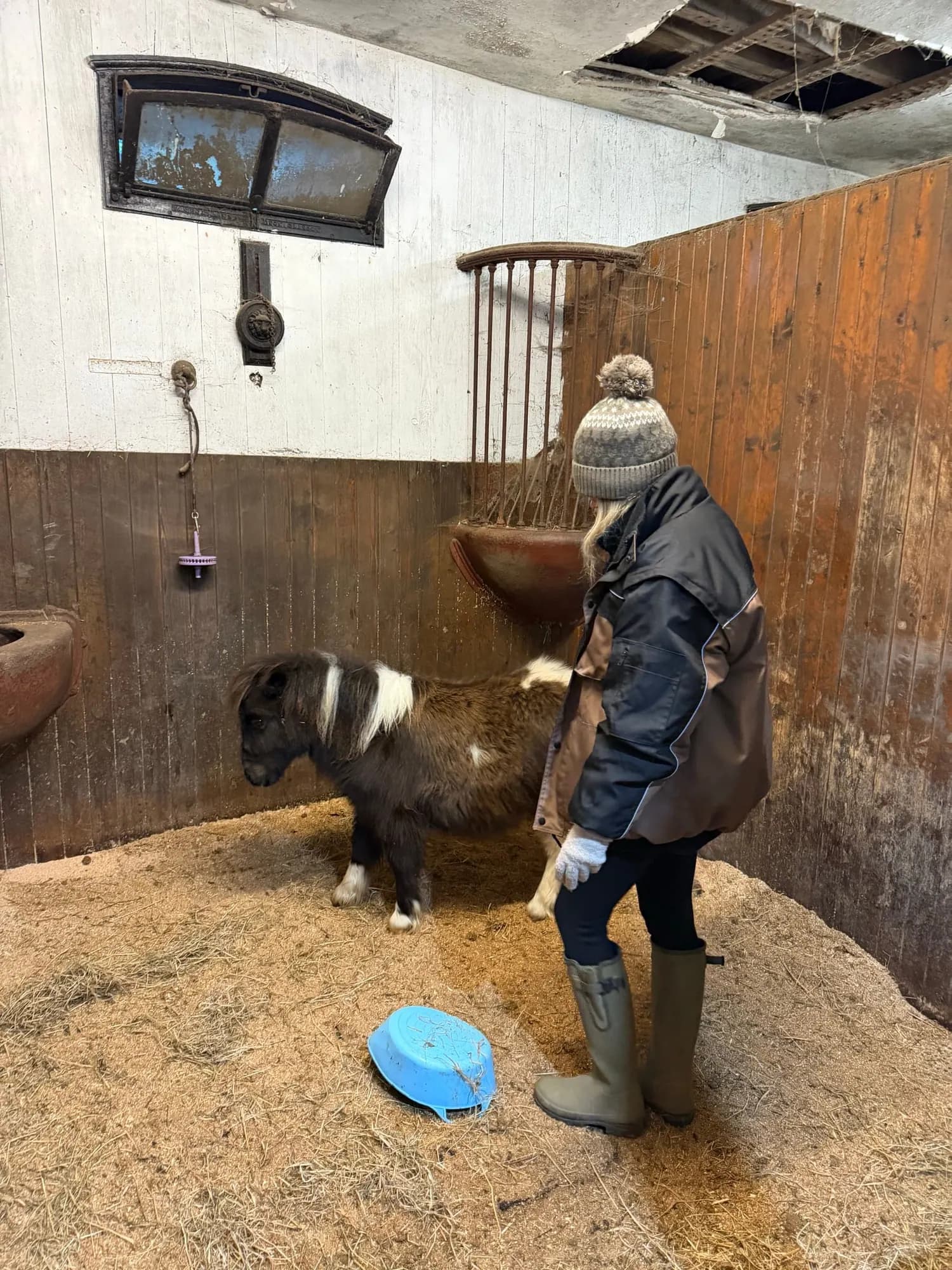 Pony in the stables